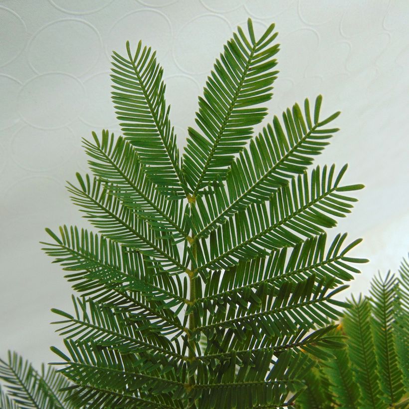 Acacia dealbata Gaulois Astier - Mimosa (Foliage)