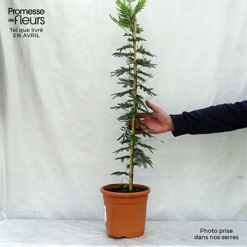 Example of Acacia dealbata Gaulois Astier - Mimosa Vaso da 2L/3L as you get in printemps