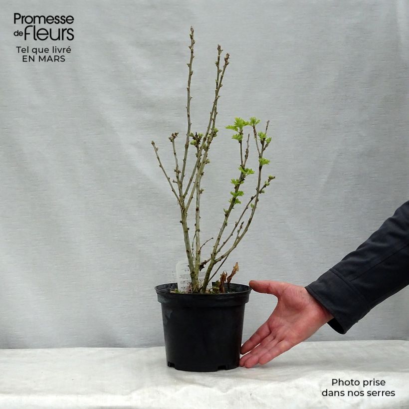Example of Caragana arborescens Vaso da 2L/3L as you get in printemps