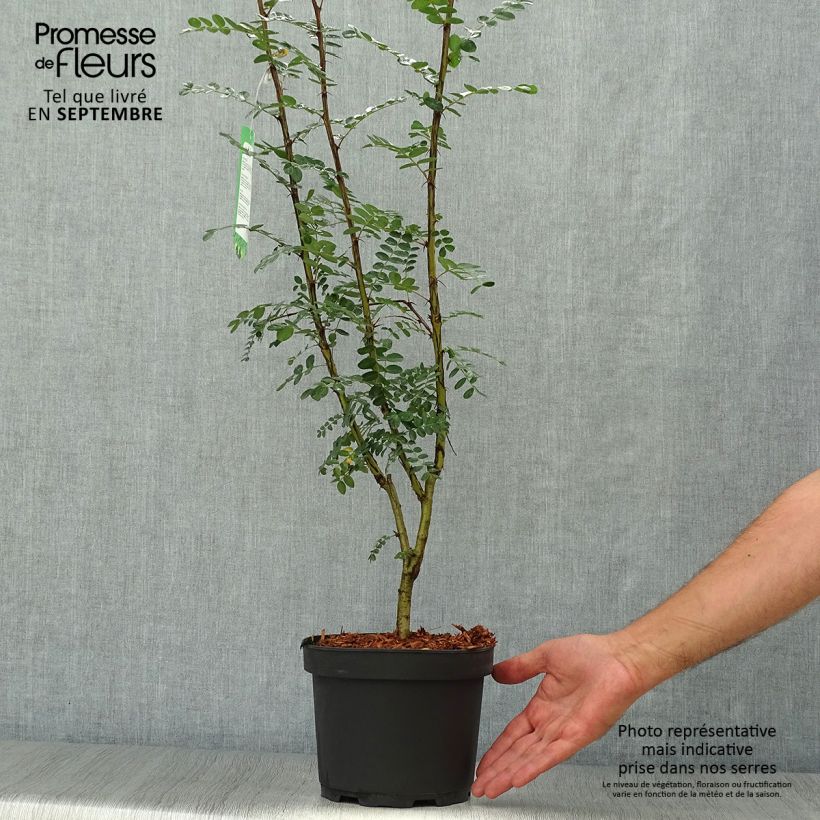 Esemplare di Caragana arborescens Vaso da 2L/3L come consegnato in autunno