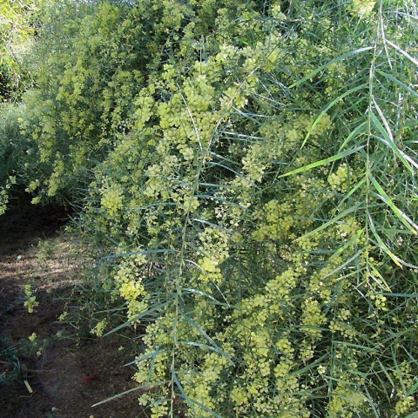 Acacia iteaphylla - Mimosa (Plant habit)