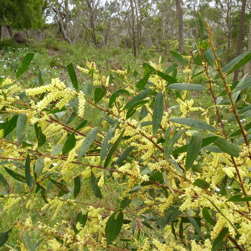 Acacia longifolia - Acacia longifoglia (Foliage)