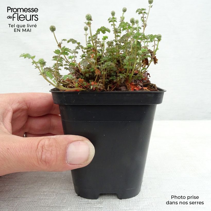 Example of Acaena inermis Purpurea Vasetto da 8/9 cm as you get in printemps