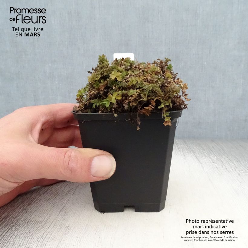 Example of Acaena microphylla Dichte Matte Vasetto da 8/9 cm as you get in printemps