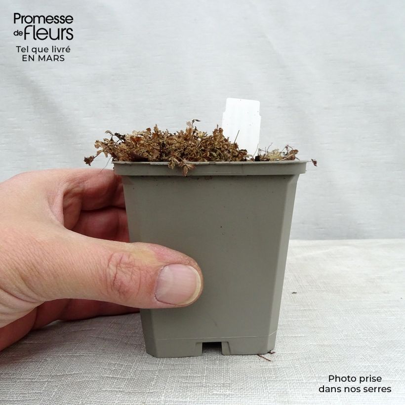 Example of Acaena microphylla Kupferteppich Vasetto da 8/9 cm as you get in printemps