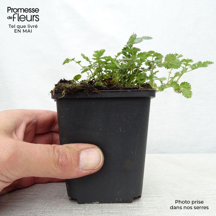 Acaena microphylla Vasetto da 8/9 cm esemplare consegnato in primavera