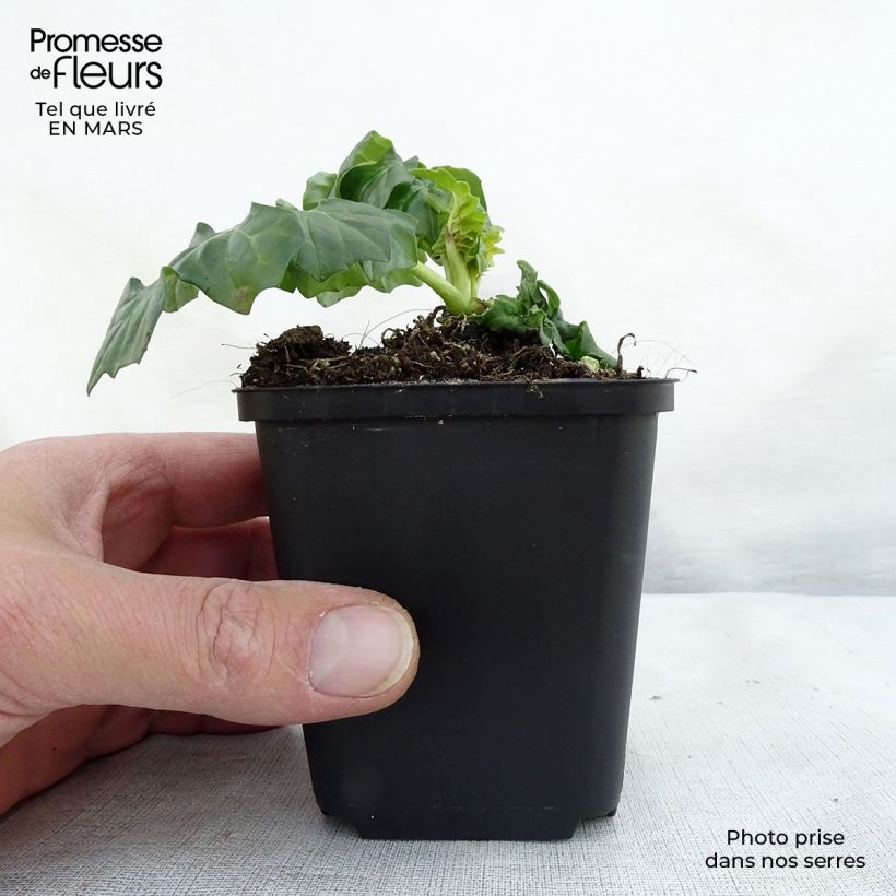 Example of Acanthus Morning Candle Vasetto da 8/9 cm as you get in printemps