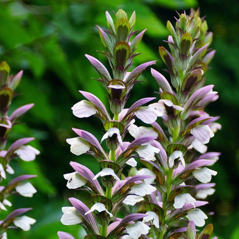 Acanthus Morning Candle (Flowering)