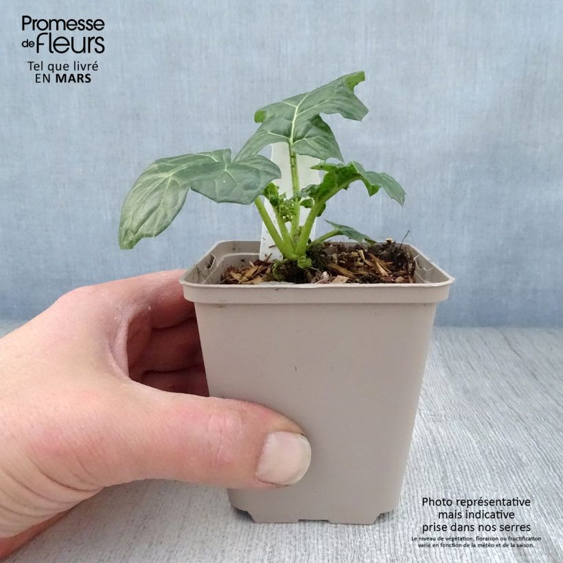 Example of Acanthus mollis Latifolius Vasetto da 8/9 cm as you get in printemps