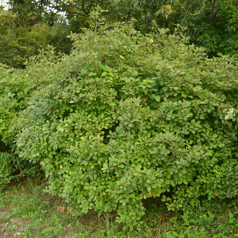 Acanthopanax henryi (Porto)