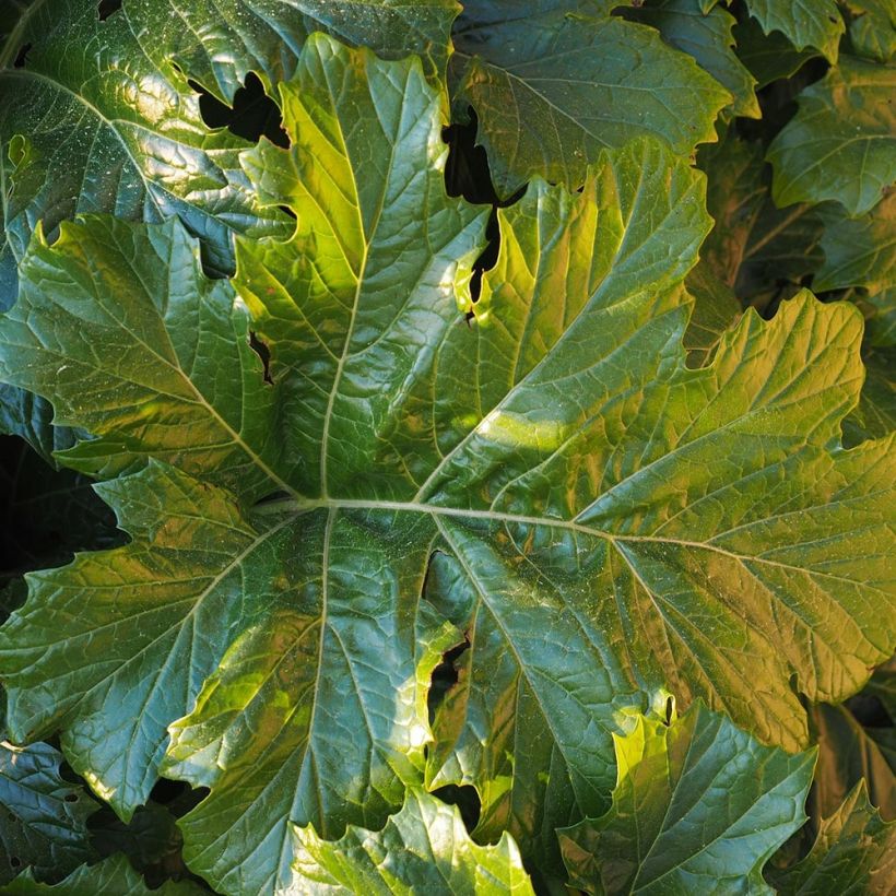 Acanthus Morning Candle (Foliage)