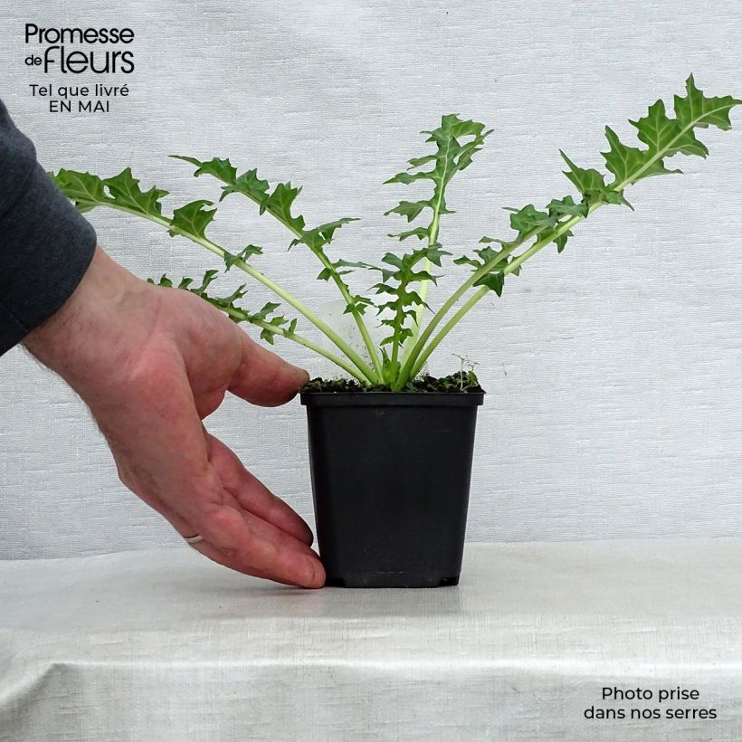 Acanthus hungaricus Vasetto da 8/9 cm esemplare consegnato in primavera