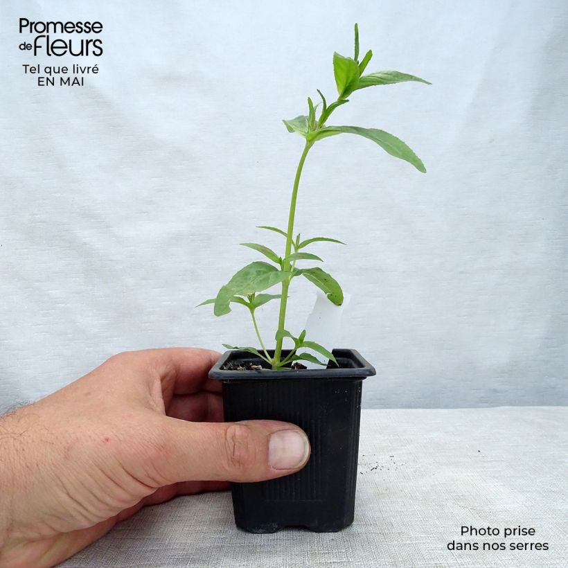 Acanthus mollis - Acanto Vasetto da 7/8 cm esemplare consegnato in primavera