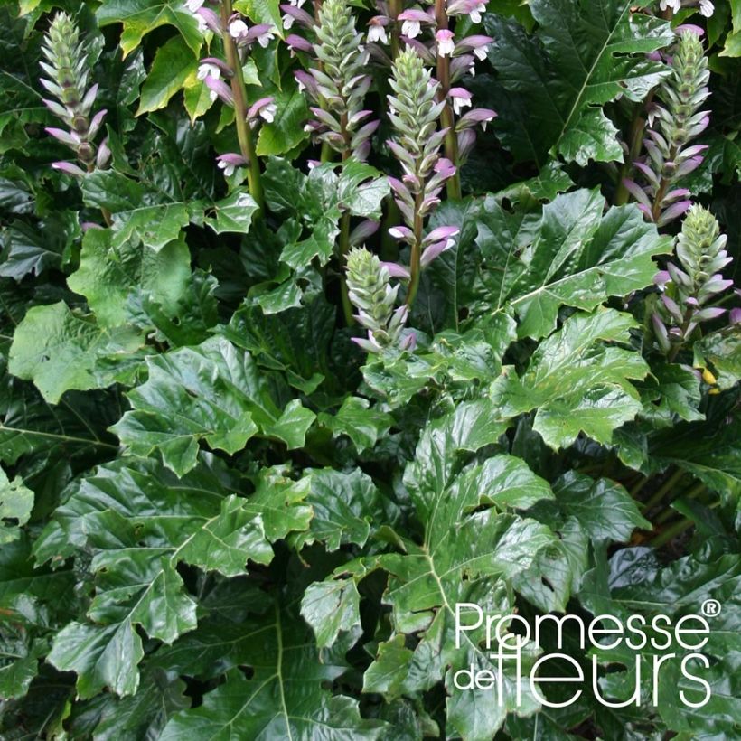 Acanthus mollis Latifolius (Foliage)