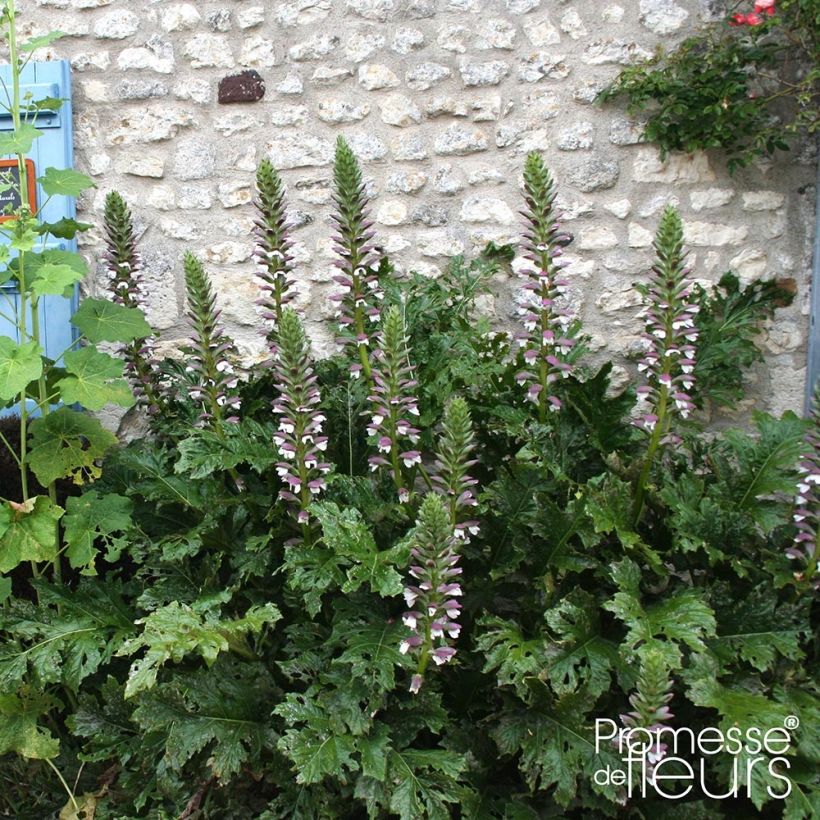 Acanthus mollis Latifolius (Plant habit)