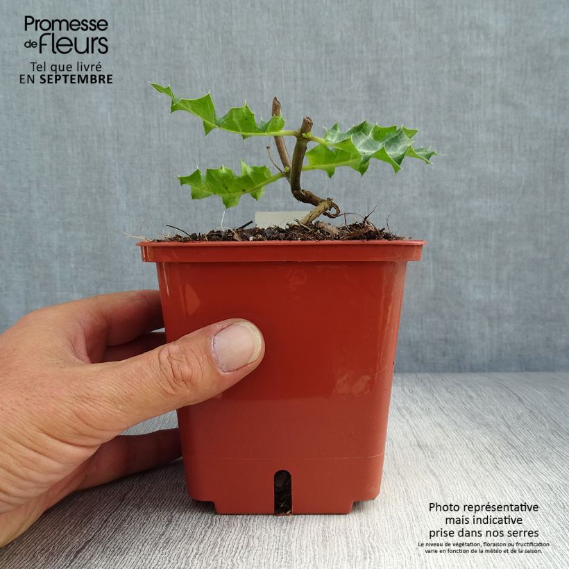Esemplare di Acanthus sennii Vaso da 1L/1,5L come consegnato in autunno