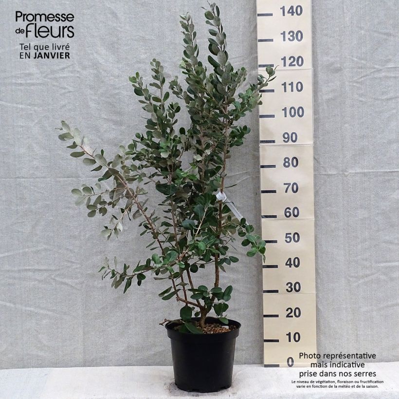 Feijoa Coolidge Vaso da 4L/5L esemplare consegnato in inverno