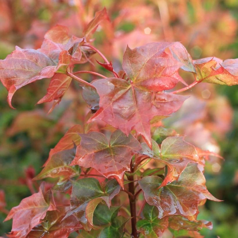 Acer Ample Surprise (Foliage)