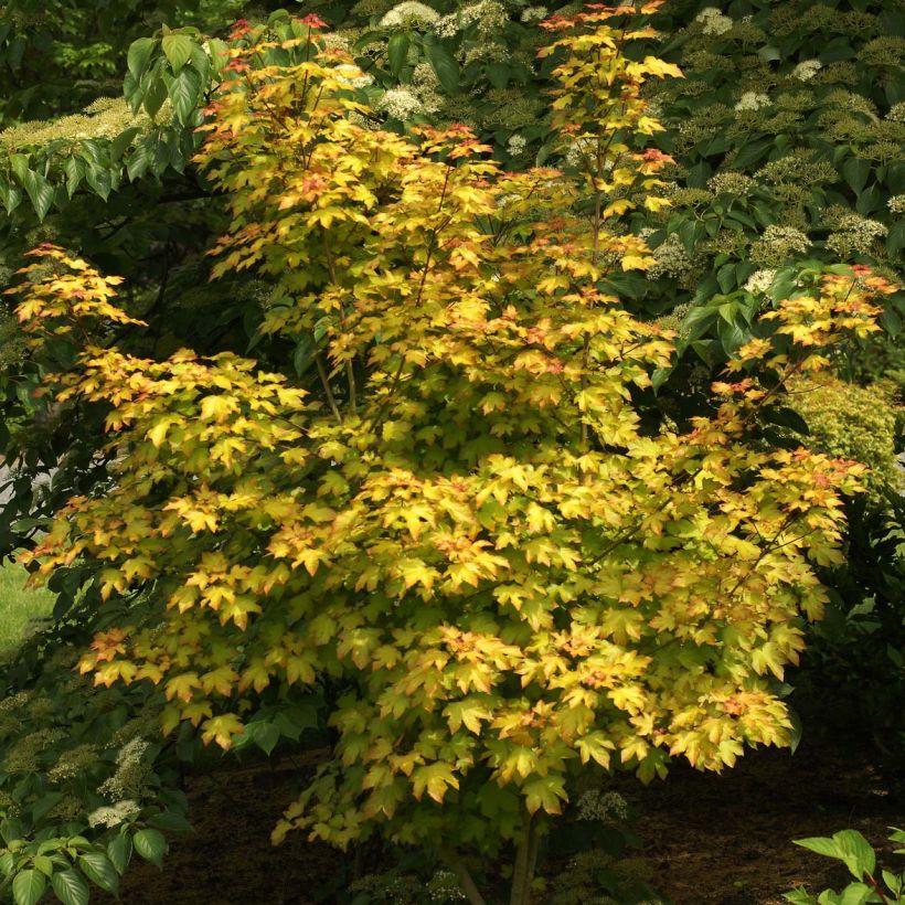 Acer Orientalia (Porto)
