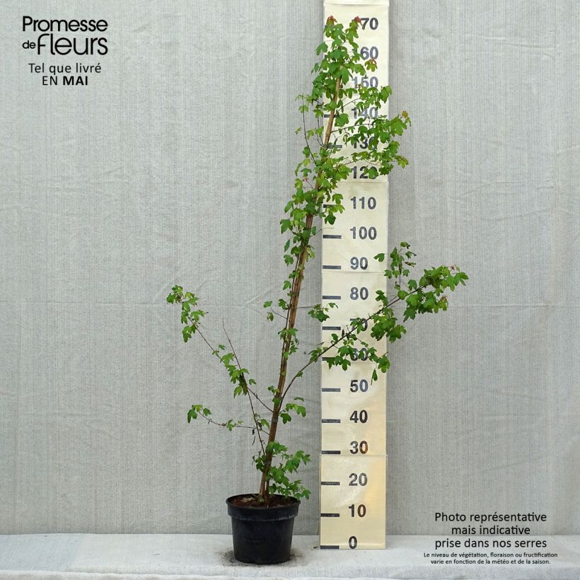 Acer buergerianum - Acero tridente Vaso da 4L/5L esemplare consegnato in primavera