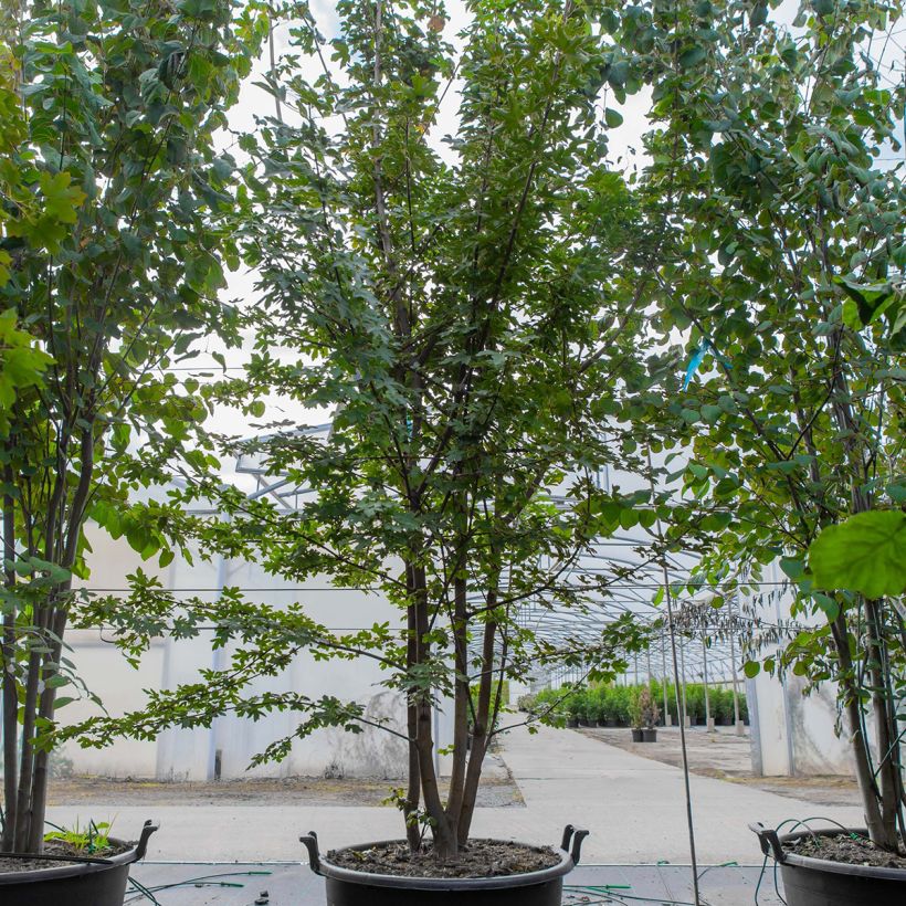 Acer campestre Vaso da 70L/75L, Ceppaia esemplare consegnato in primavera