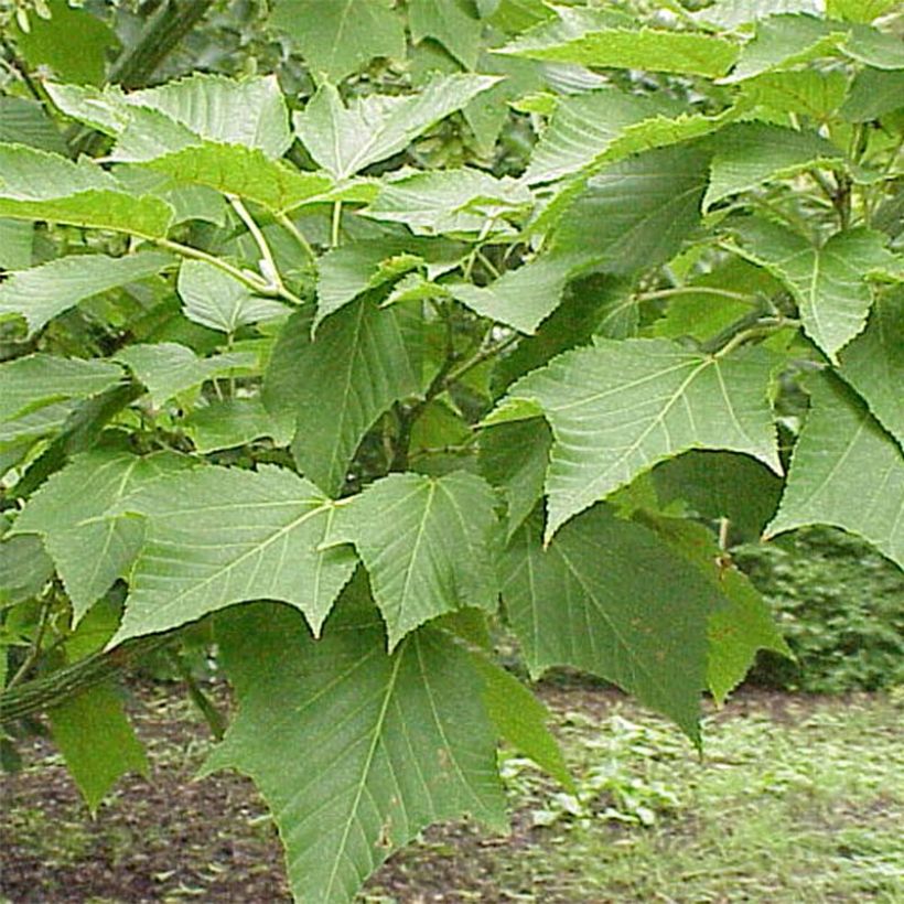 Acer capillipes (Foliage)