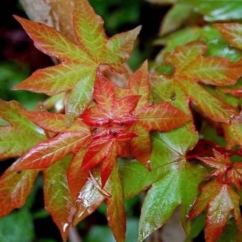 Acer cappadocicum Rubrum (Foliage)