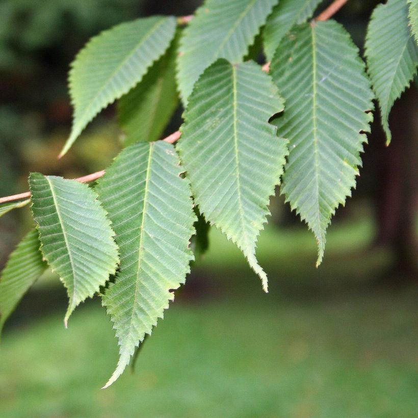 Acer carpinifolium (Foliage)