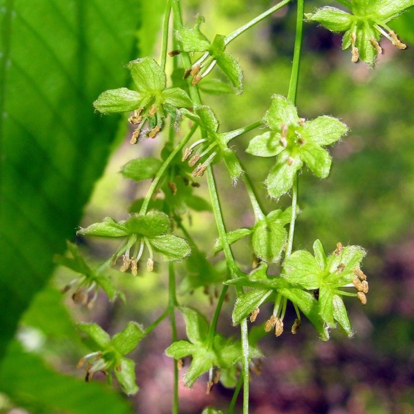 Acer carpinifolium (Flowering)