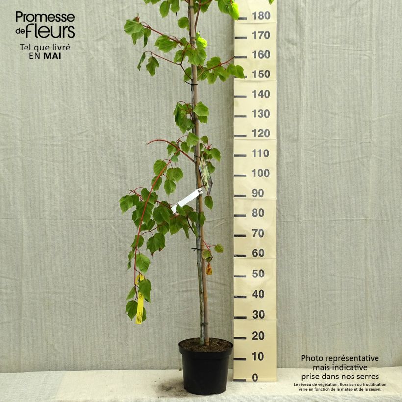 Example of Acer conspicuum Red Flamingo - Acero pelle di serpente Vaso da 7,5L/10L as you get in printemps