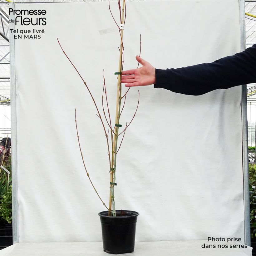 Example of Acer davidii Viper Vaso da 4L/5L as you get in printemps