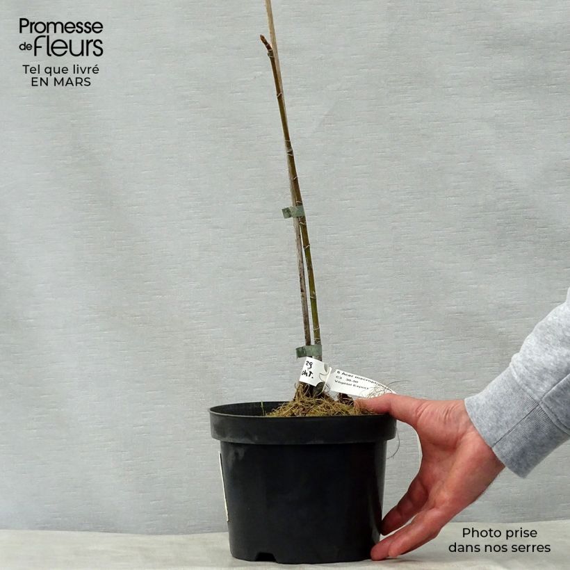 Acer macrophyllum Vaso da 7,5L/10L esemplare consegnato in primavera