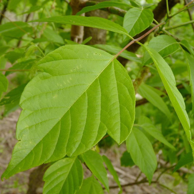 Acer negundo (Foliage)