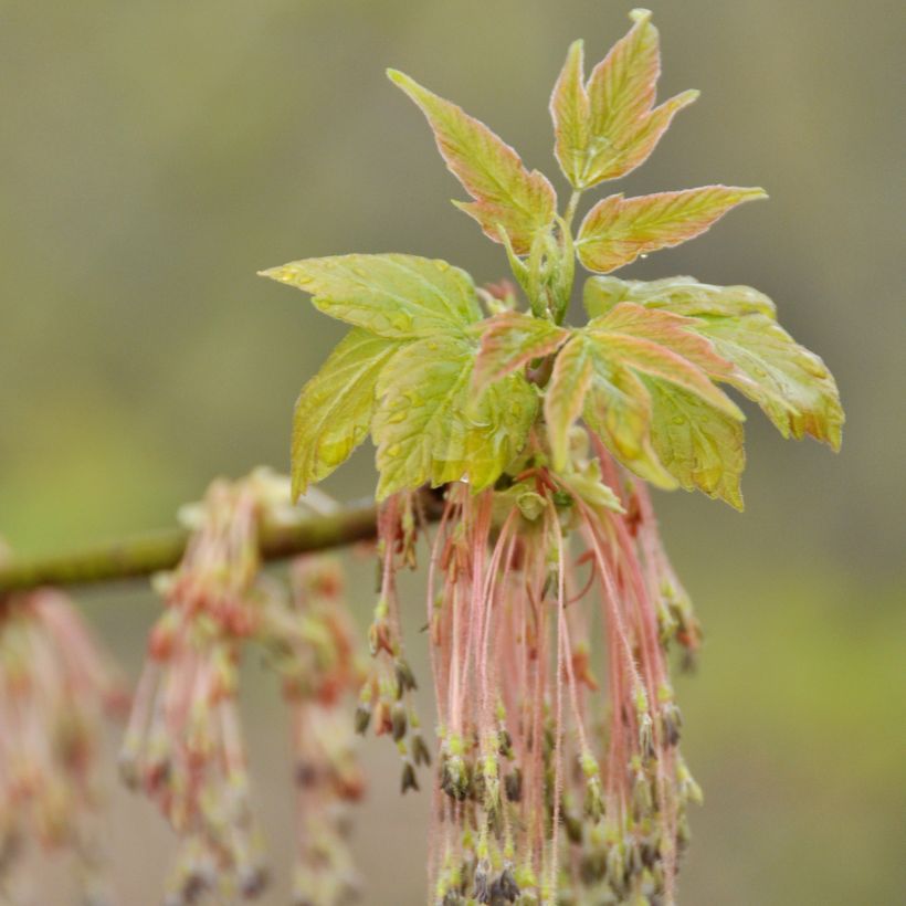 Acer negundo (Flowering)