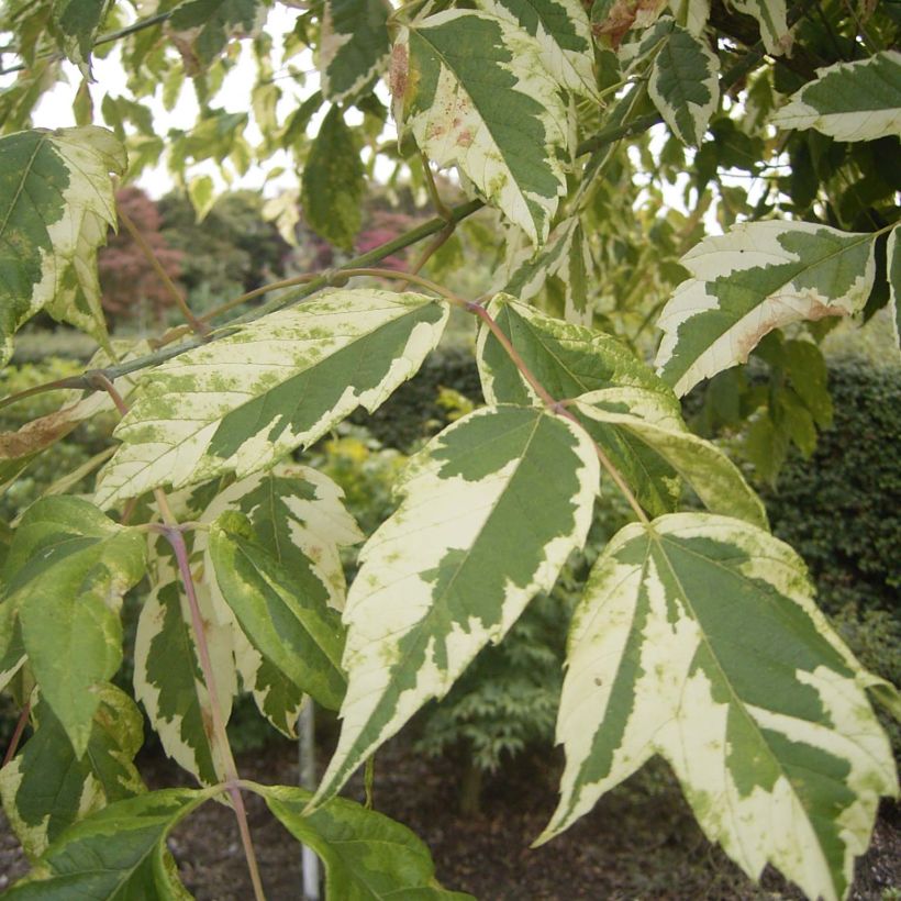 Acer negundo Aureomarginatum (Fogliame)