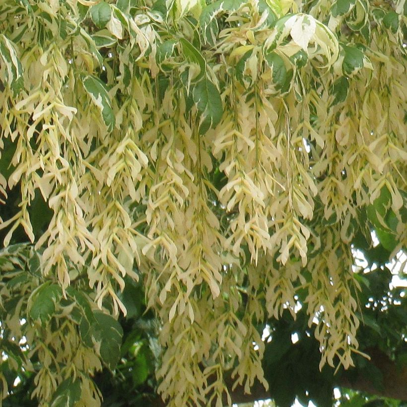 Acer negundo Aureomarginatum (Fioritura)