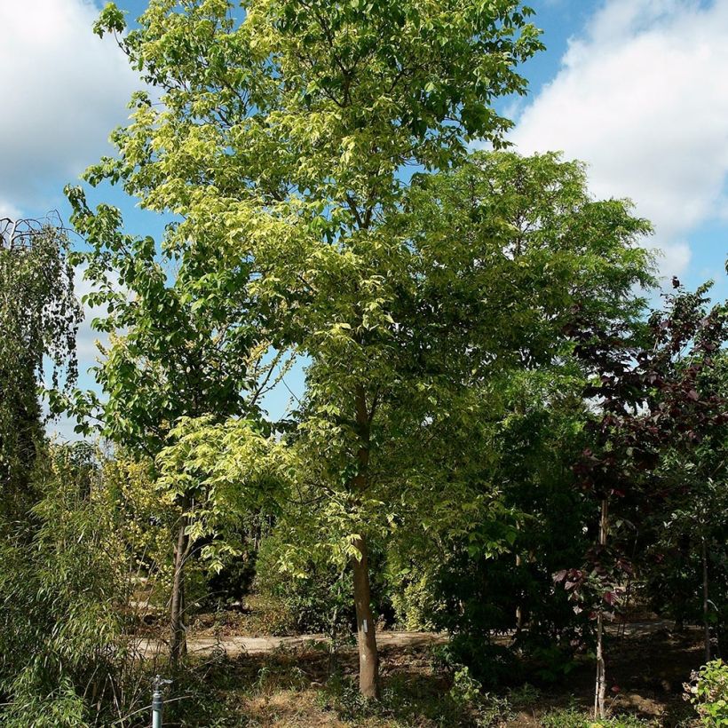 Acer negundo Aureovariegatum (Plant habit)