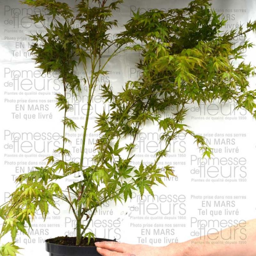 Esempio di esemplare Érable du Japon - Acer palmatum Pot de 3L/4L come consegnato