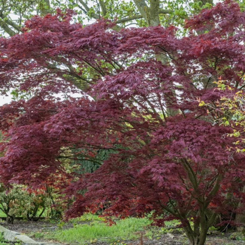 Acer palmatum Atropurpureum - Acero rosso giapponese (Plant habit)