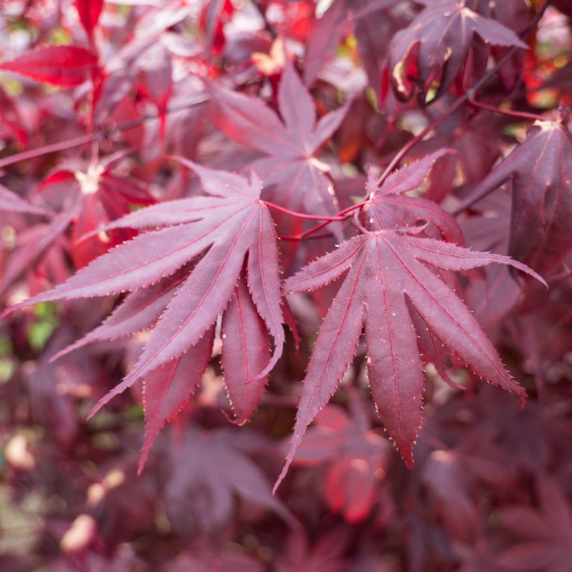 Acer palmatum Bloodgood - Acero giapponese (Foliage)