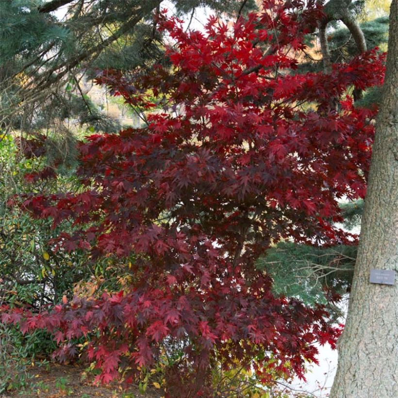 Acer palmatum Bloodgood - Acero giapponese (Plant habit)