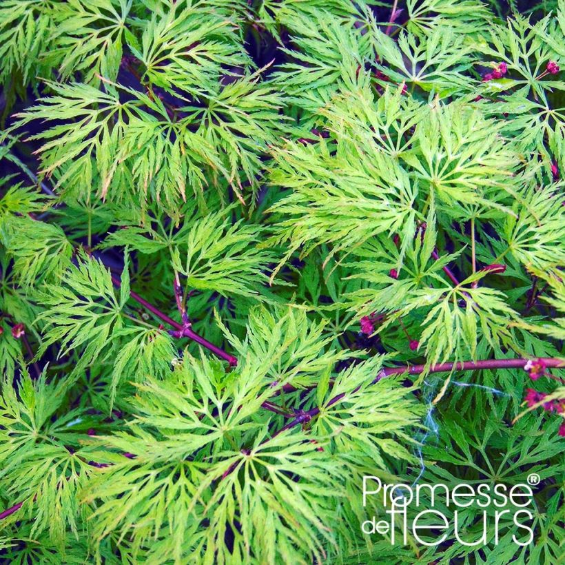 Acer palmatum Emerald Lace - Acero giapponese (Foliage)