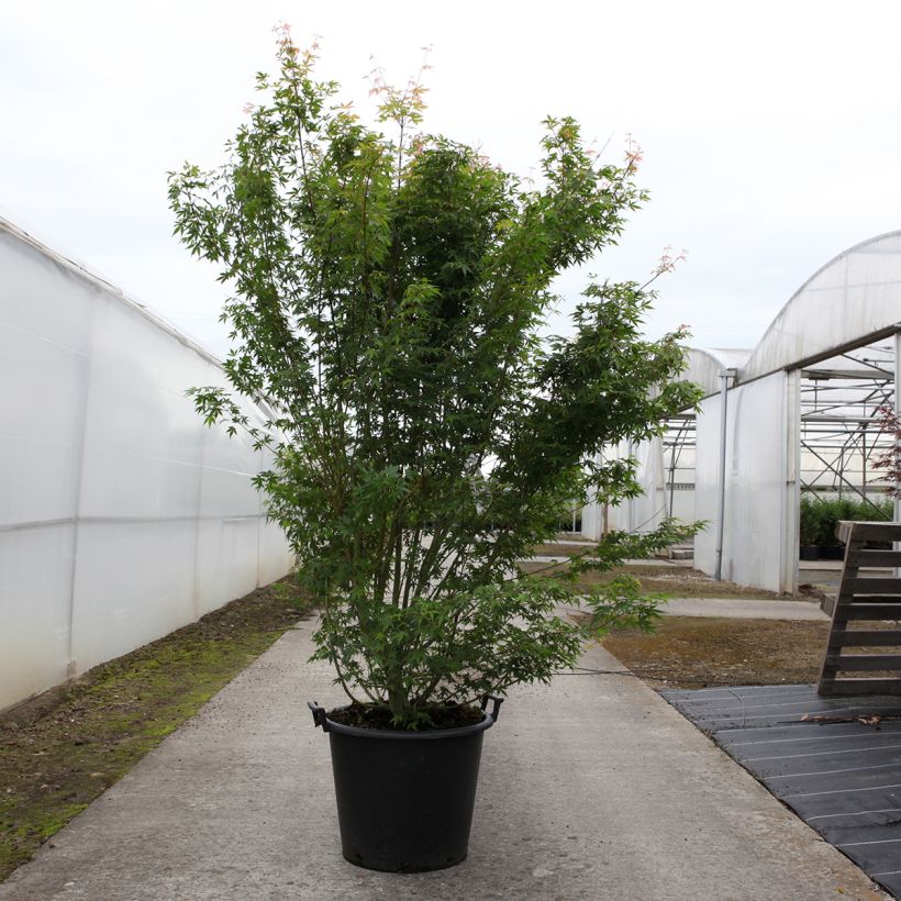 Example of Acer palmatum - Acero giapponese Vaso da 50L/55L as you get in printemps