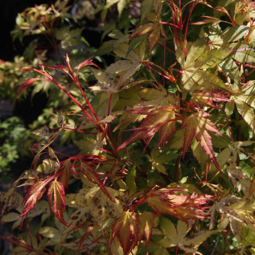 Acer palmatum Katsura - Acero giapponese (Foliage)