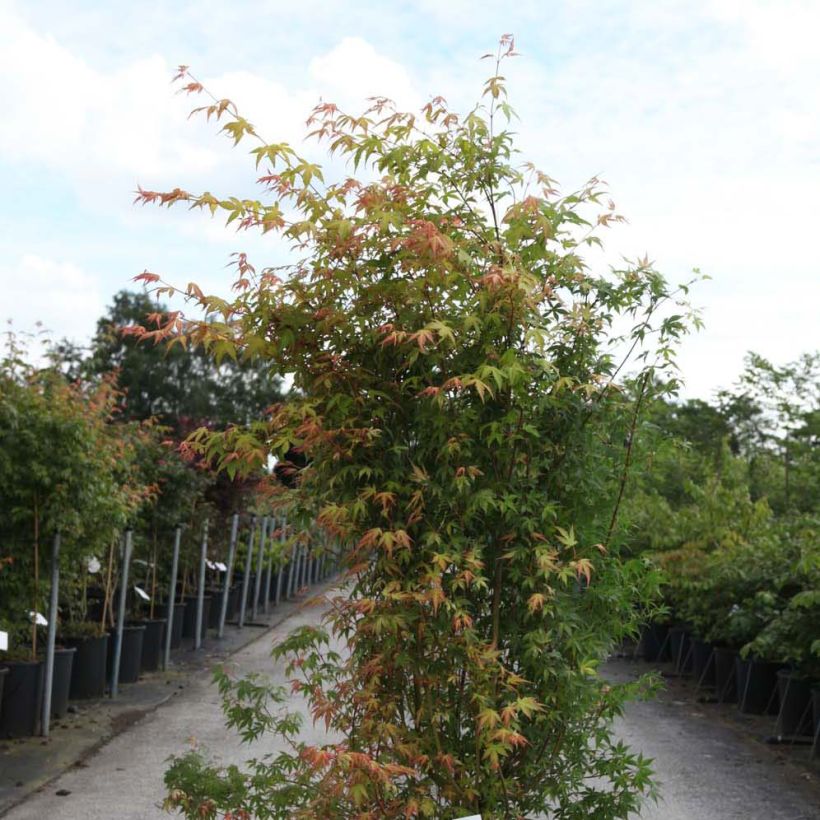 Acer palmatum Katsura - Acero giapponese (Plant habit)