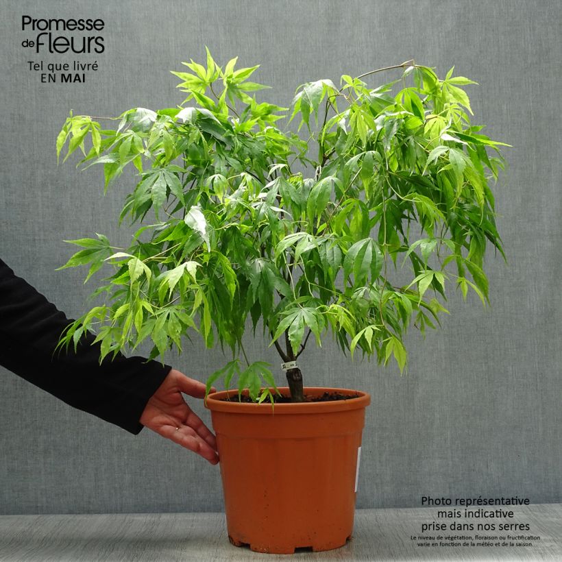 Acer palmatum Koto-No-Ito - Acero giapponese Vaso da 6L/7L esemplare consegnato in primavera
