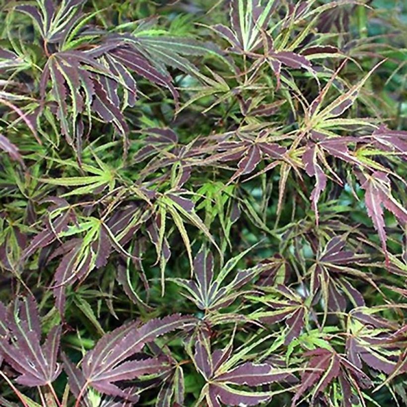 Acer palmatum Manyo-No-Sato - Acero giapponese (Foliage)
