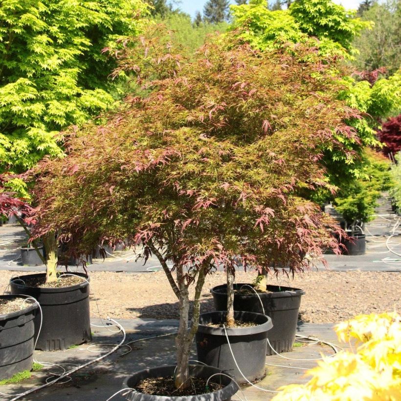 Acer palmatum Manyo-No-Sato - Acero giapponese (Plant habit)