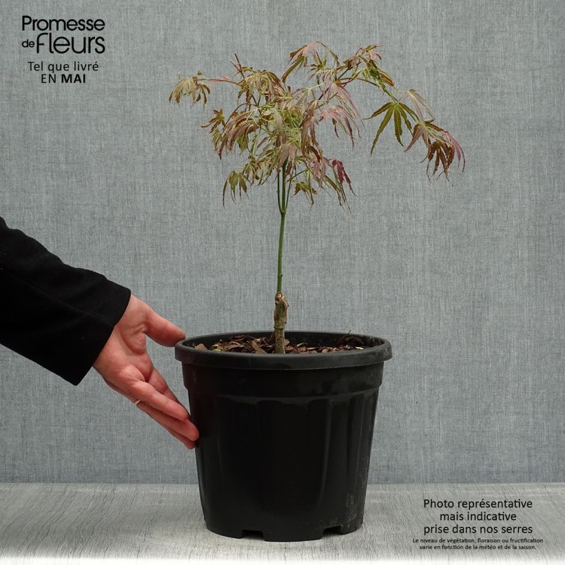 Example of Acer palmatum Manyo-No-Sato - Acero giapponese Vaso da 4L/5L as you get in printemps