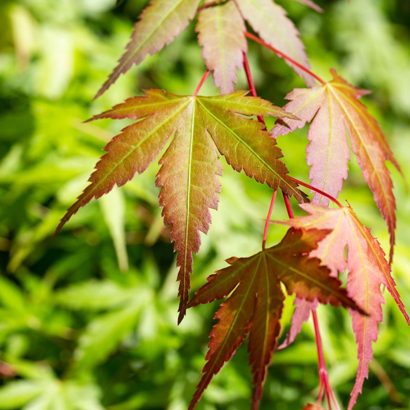 Acer palmatum Orange Dream - Acero giapponese (Fogliame)